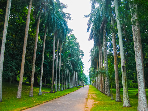 Royal Botanical garden Peradeniya at Sri Lanka
