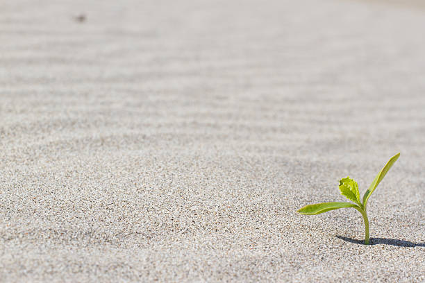 istock Plant sprouting in the desert Sahara. Seedling sand 622916712