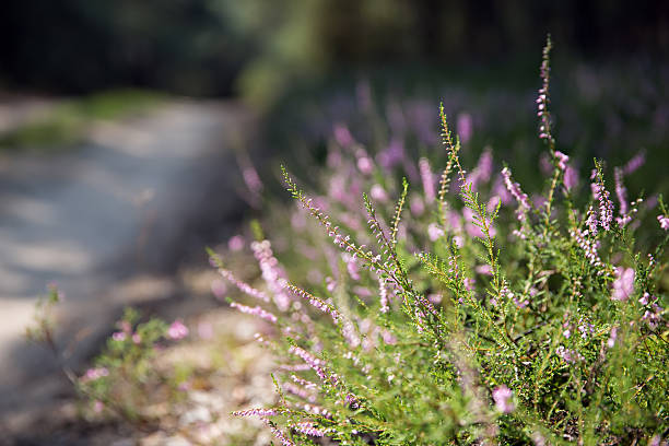 istock heather flowers in the forest 622916738