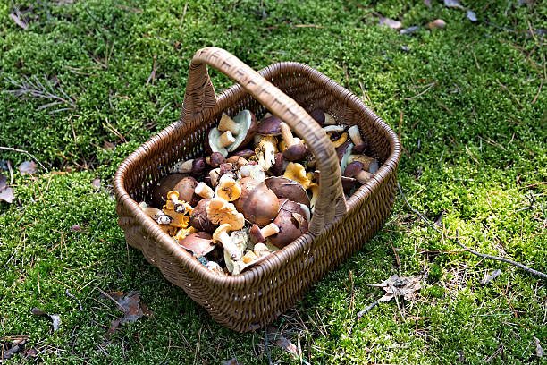 istock mushrooms in the basket 622917038