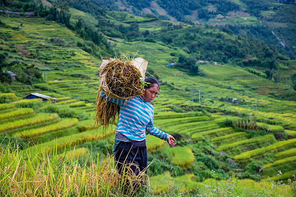 사파 라오카이 베트남의 농부 - 이푸가오 주 뉴스 사진 이미지