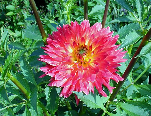 istock Decorative red dahlia 