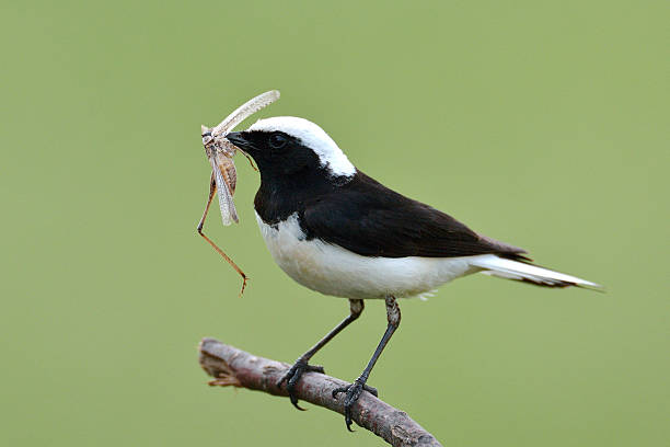 istock Pied wheatear in natural habitat (Oenanthe pleschanka) 622919764