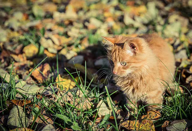 Red domestic tomcat among the grass and leaves at fall