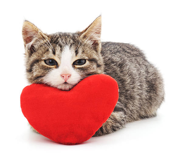 chaton gris et cœur rouge. - animal heart photos photos et images de collection