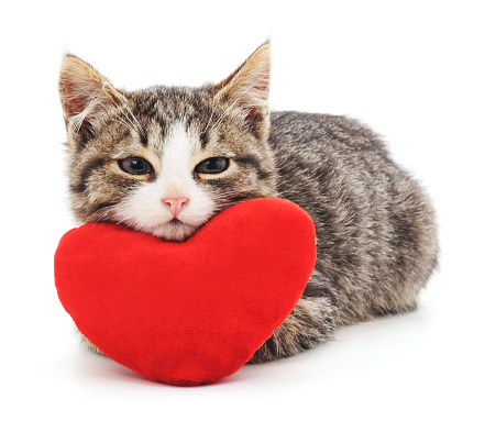 Gray kitten and red heart isolated on a white background.