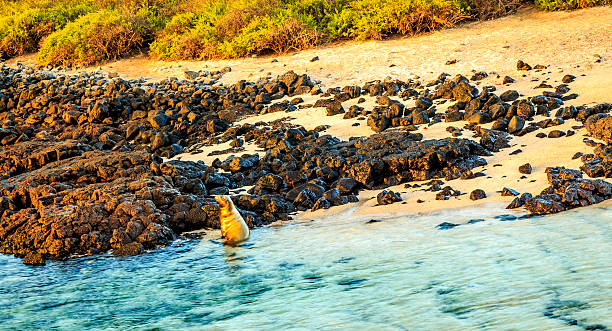 istock Animals of the Galapagos 622924432