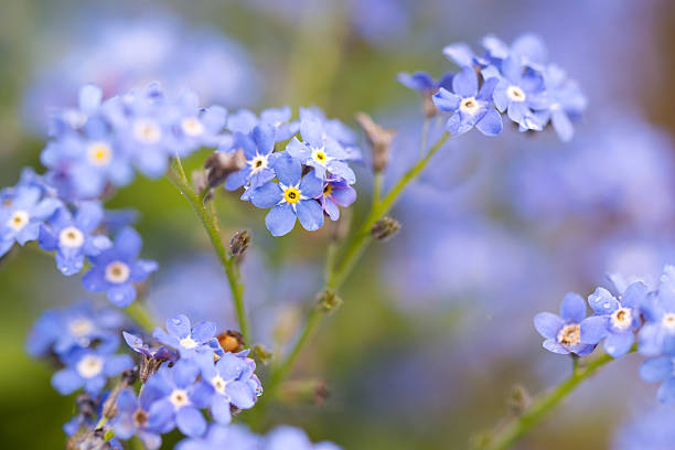 istock Forget me not flowers after the rain with water drops 622924634