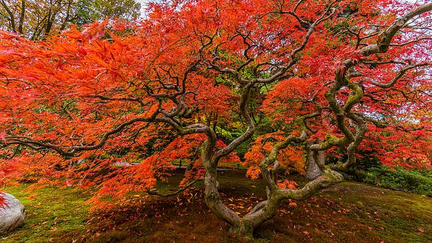 istock Bright red Japanese maple. Autumn in the park. 622924810
