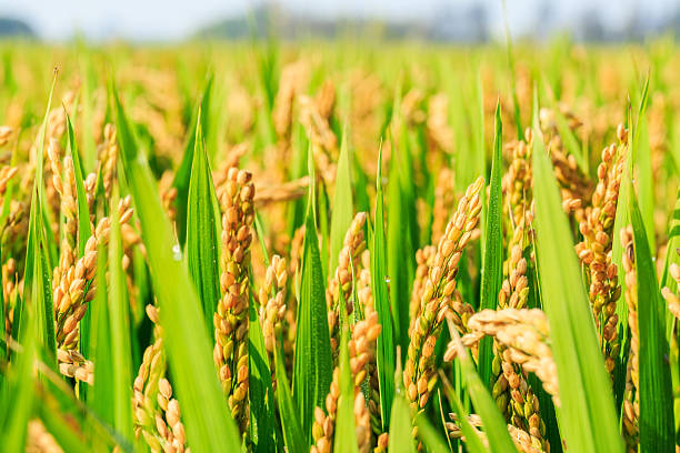 ripe rice in the field of farmland stock photo