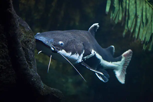 Photo of Redtail catfish (Phractocephalus hemioliopterus).