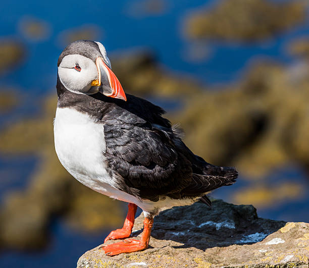 istock Puffin on Rock Iceland 622926738