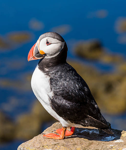 istock Puffin on standing on Rock, Iceland 622926872