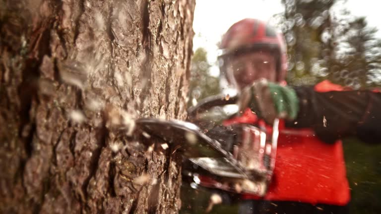 SLO MO LD Logger with a chainsaw cutting into a tree