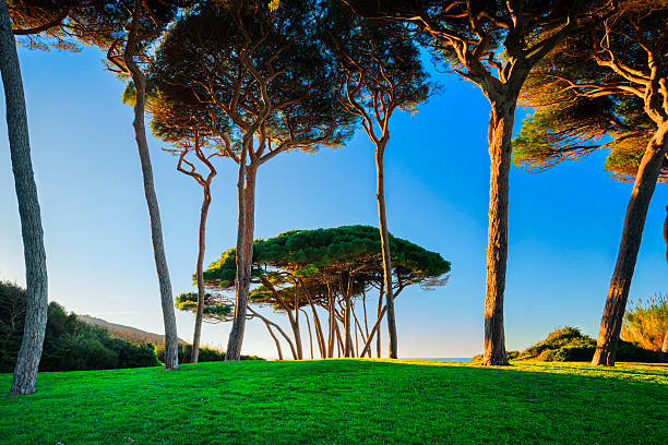 istock Maritime Pine tree group near sea and beach. Baratti, Tuscany. 622955142