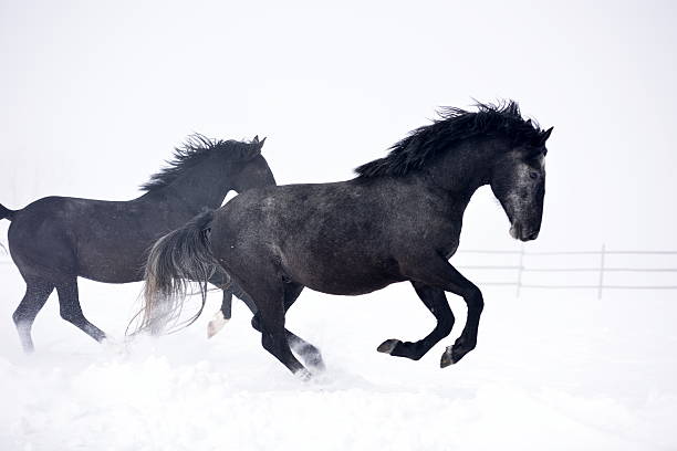 istock Beautiful horse running in winter 622956352