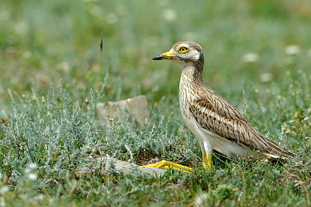 istock Burhinus oedicnemus (Eurasian Thick-knee, Eurasian Stone-curlew 622956560