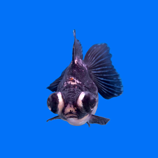 istock beautiful black moor goldfish 622956608