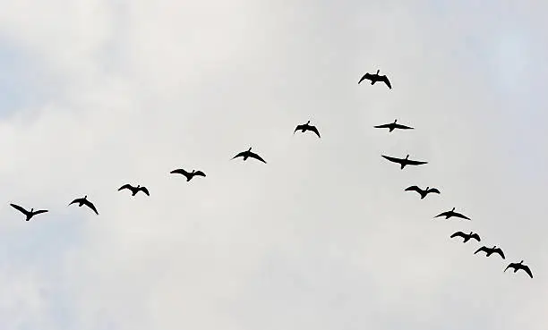 migratory bird in Korea South ,