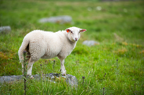istock Young sheep on a green meadow, Norway 622959506