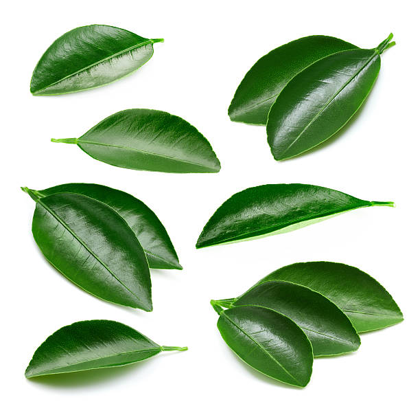 istock Citrus leaves isolated 622960666