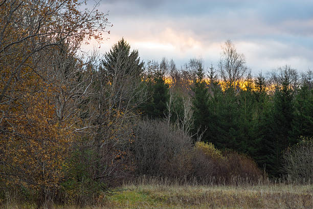 istock Firs and leafless trees against sunrise sky 622960852