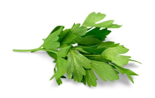 herb - parsley garnish isolated herb imagens e fotografias de stock