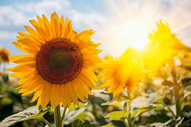 rayons crépusculaires sur un champ de tournesol en été - sunflower field single flower flower photos et images de collection
