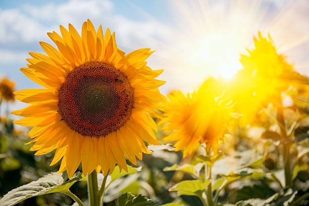 кремускулярные лучи на подсолнечном поле летом - sunflower field single flower flower стоковые фото и изображения