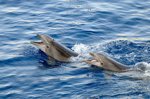 istock happy dolphins in the water 622966174