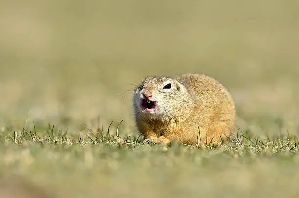 cute European ground squirrel on field (Spermophilus citellus)