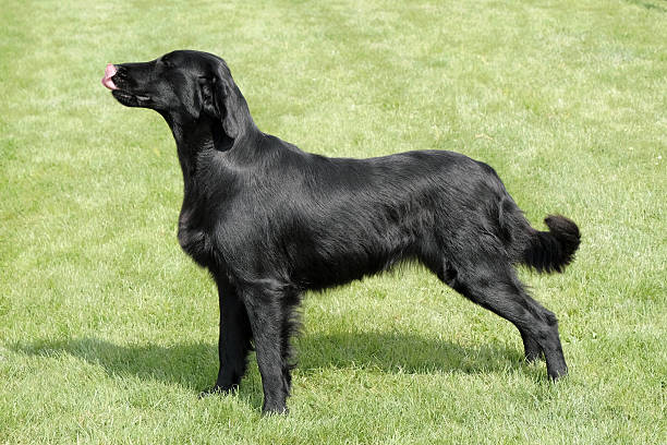 istock Typical Flat Coated Retriever in the garden 622966794