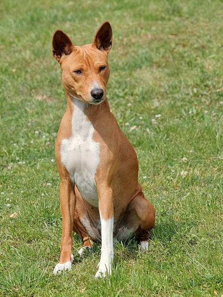 istock Typical Basenji dog in the garden 622966956
