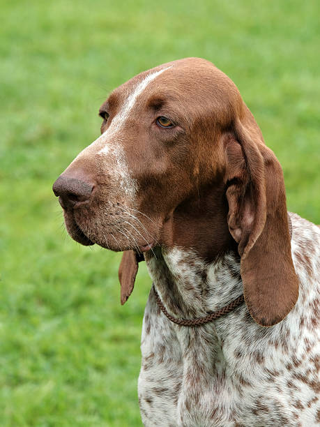 istock Typical  Italian Pointing Dog in the  garden 622967054