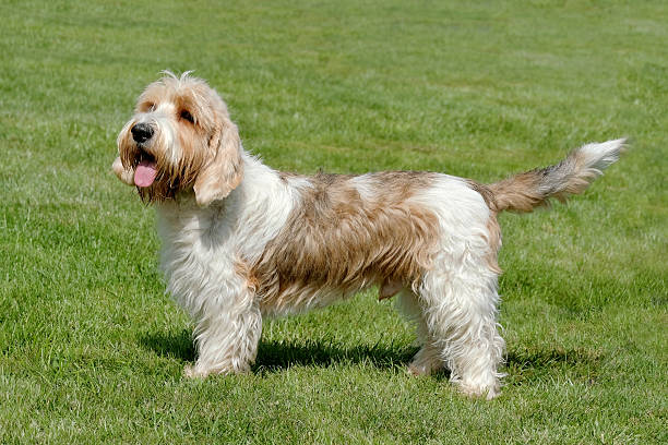 Typical Petit Basset Griffon Vendeen in the garden stock photo