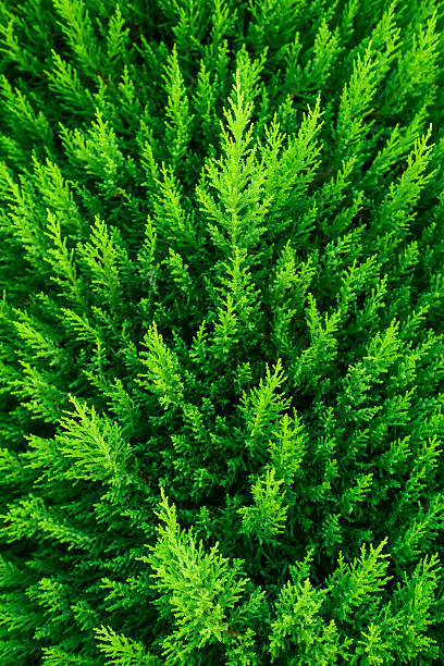 istock Popular ornamental plants green juniper. 622967246