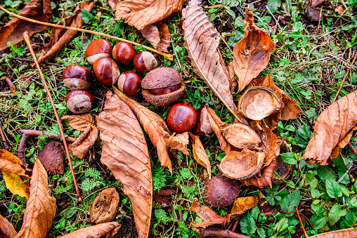 Horse chestnut - Aesculus hippocastanum on forest floor with leaves. Bunch of Chestnuts and the season colored leaves in the park or forest.