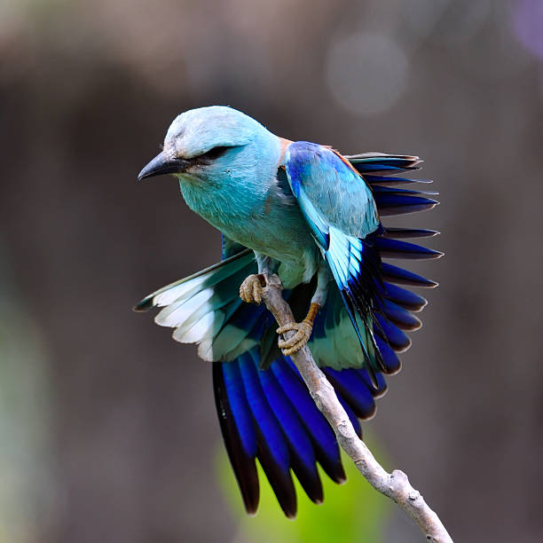 european roller (coracias garrulus) in natural habitat european roller (coracias garrulus) in natural habitat in spring lilac breasted roller stock pictures, royalty-free photos & images