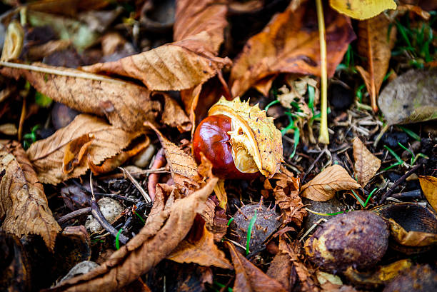 istock Horse chestnut - Aesculus hippocastanum on forest floor with lea 622967950