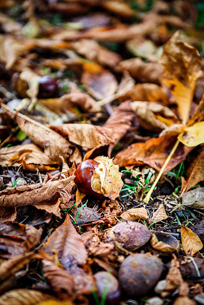 istock Horse chestnut - Aesculus hippocastanum on forest floor with lea 622968010