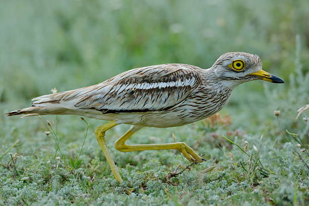 Burhinus oedicnemus (Eurasian Thick-knee, Eurasian Stone-curlew