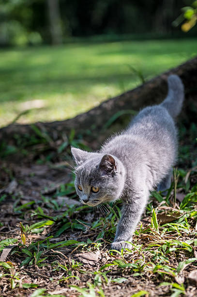 istock The kitten in an outdoor park 622969174