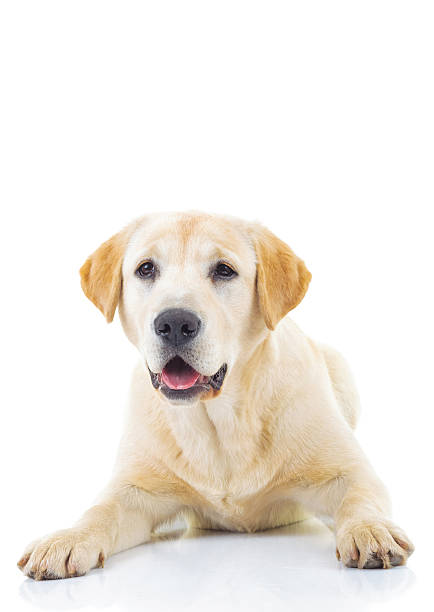 istock adorable labrador retriever female dog 622970120