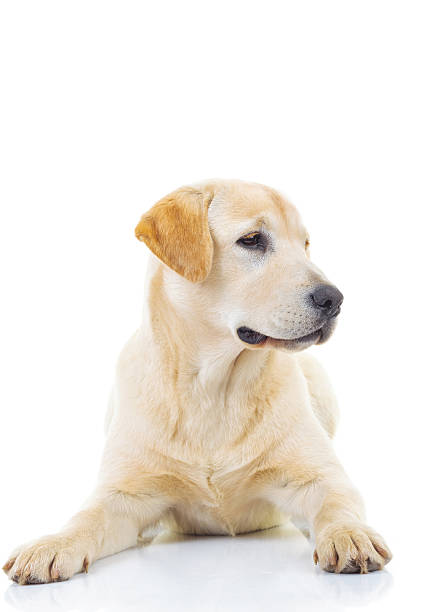 istock cute yellow labrador retriever looking to side 622970164