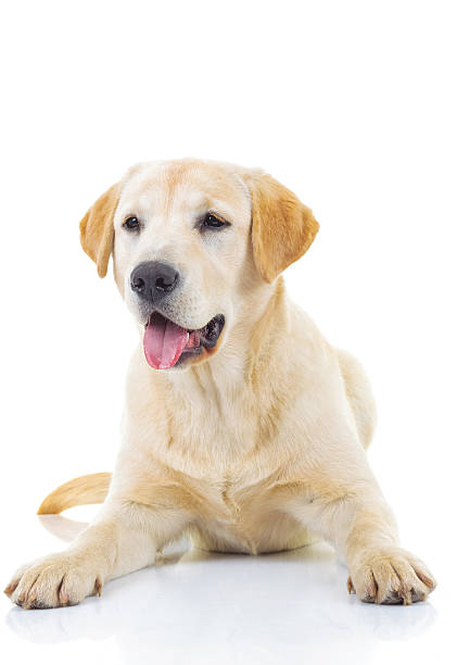 istock panting yellow labrador retriever dog 622970216