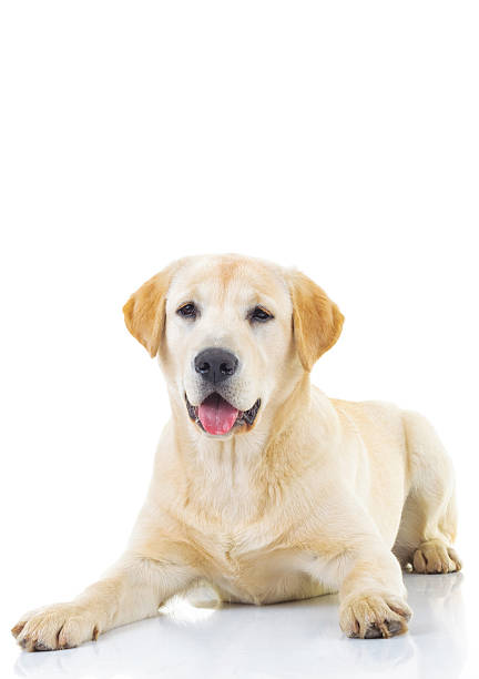 istock seated yellow labrador retriever with mouth open 622970314