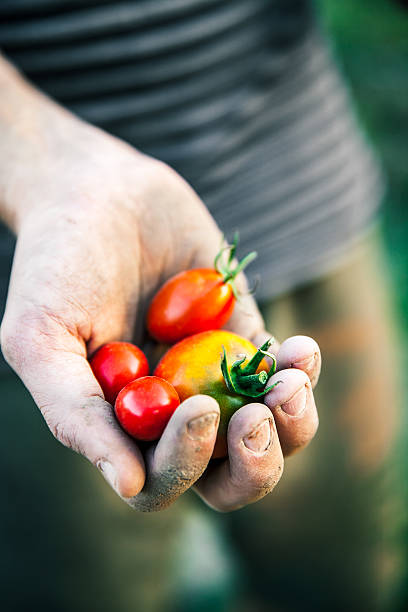 istock Farmer holding fresh tomatoes at sunset 622970406