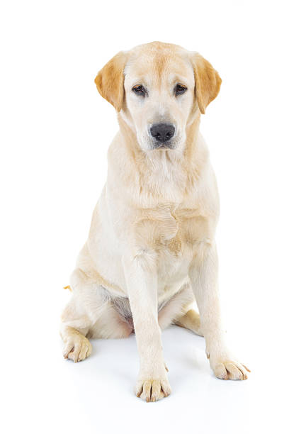istock cute labrador retriever dog is sitting 622970466