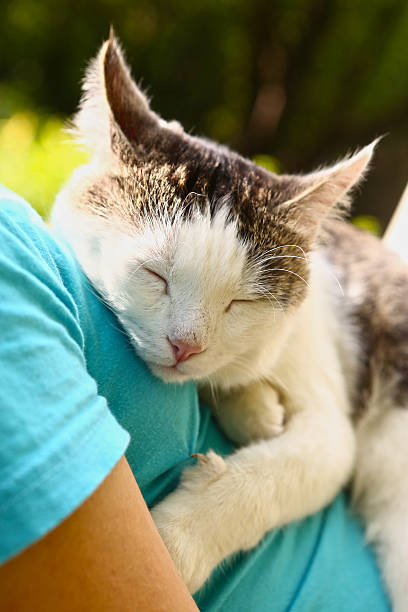 istock cat sleeping on human body breast close up 622970584
