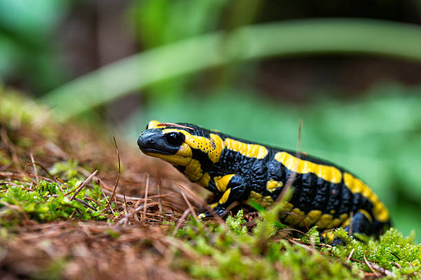 istock Fire Salamander with yellow spots in the forest 622970764